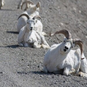 Dall Sheep Denali