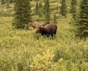 Denali Moose