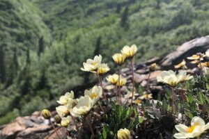 denali wildflowers