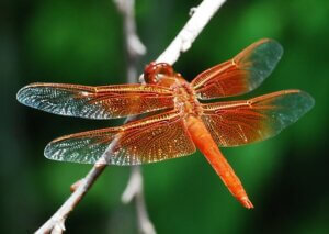 flame skimmer dragonfly