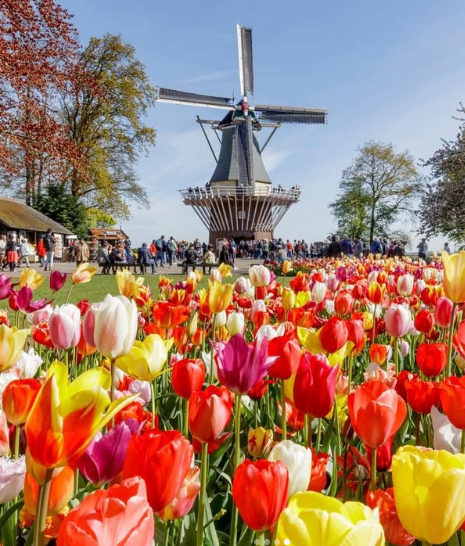 amsterdam Keukenhof tulips