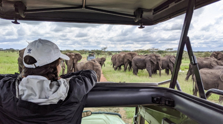 solo in the serengeti. Elephants
