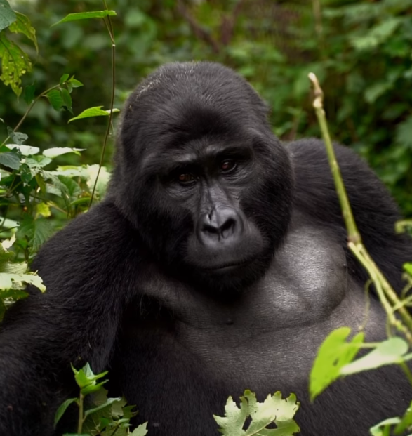 Gorilla in Bwindi impenetrable forest, Uganda