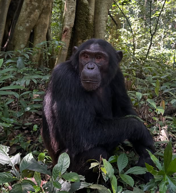 Kibale chimpanzee