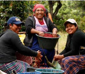 Women at coffee plantation guatemala