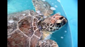 sea turtle the-turtle-hospital Florida Keys